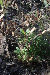 Banksia paludosa paludosa
