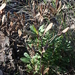 Banksia paludosa paludosa - Photo (c) BMRM Ecological Surveys, algunos derechos reservados (CC BY-NC), subido por BMRM Ecological Surveys