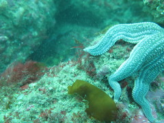 Cosmasterias lurida