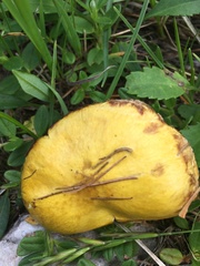 Suillus sibiricus