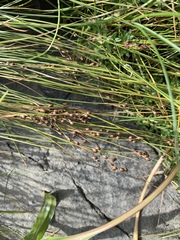 Juncus compressus