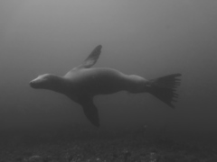 Otaria byronia