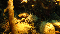 Isoparactis fionae