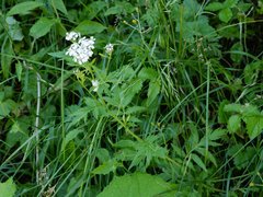 Achillea macrophylla