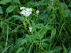 Achillea macrophylla