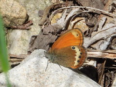Coenonympha gardetta darwiniana