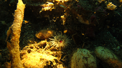 Isoparactis fionae