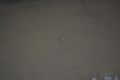 Parathelphusa convexa