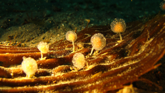 Sycozoa gaimardi