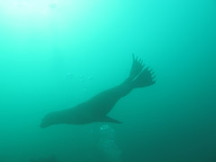Otaria byronia