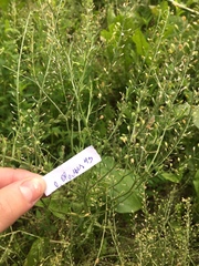 Lepidium sativum