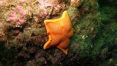 Odontaster penicillatus