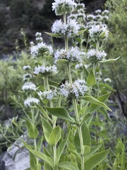 Pycnanthemum californicum