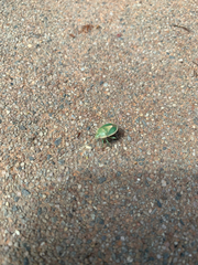 Chlorochroa viridicata