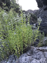 Pycnanthemum californicum