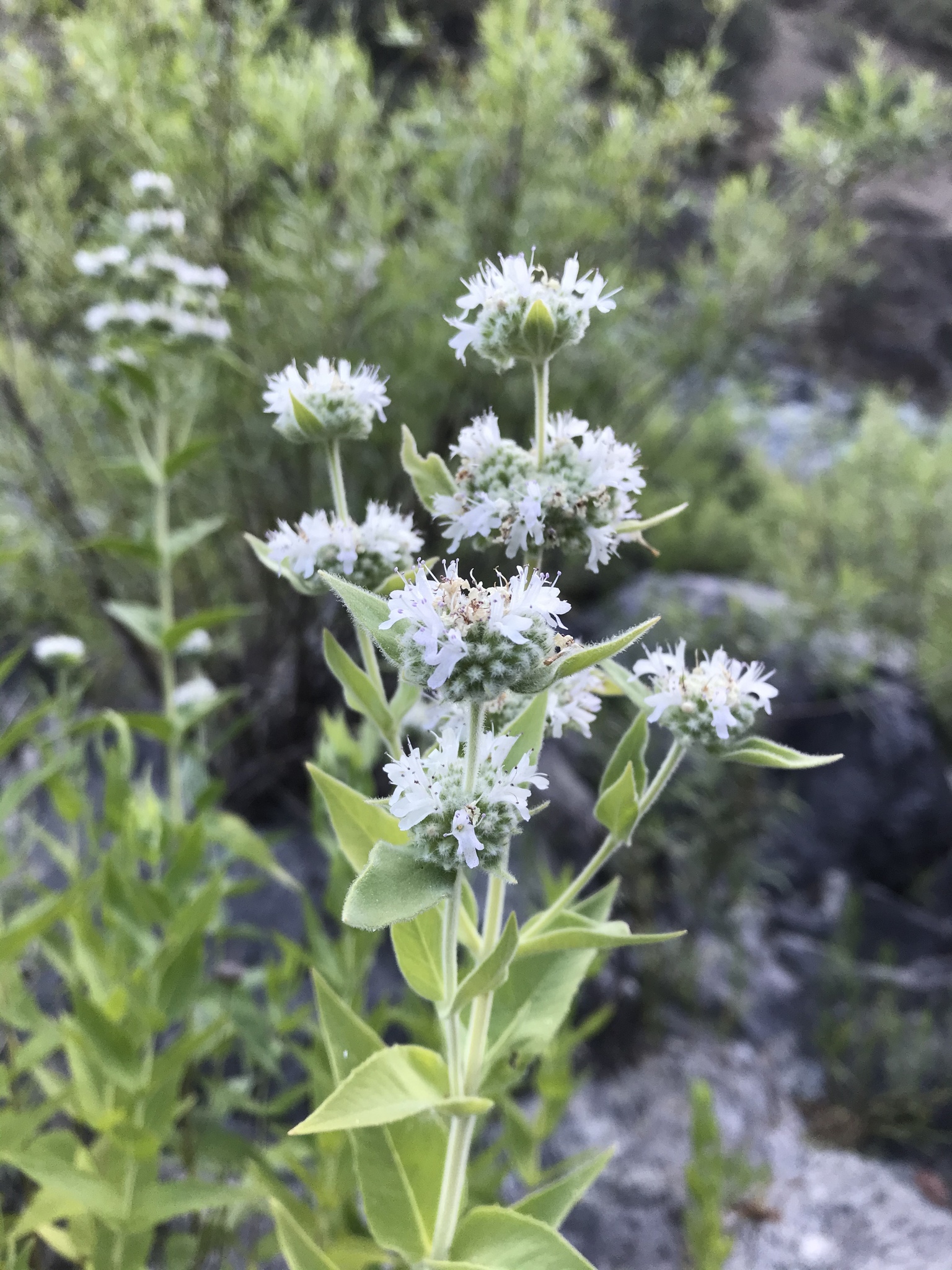 Pycnanthemum californicum