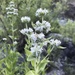 Pycnanthemum californicum - Photo (c) Anneliese Wilson, algunos derechos reservados (CC BY-NC), uploaded by Anneliese Wilson