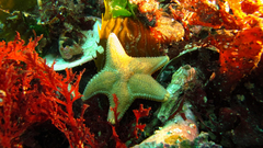 Odontaster penicillatus