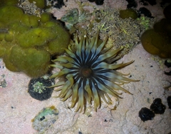 Anemonia sargassensis