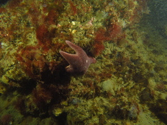 Asteroidea