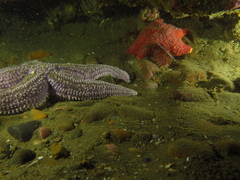 Asteroidea