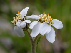 Achillea atrata