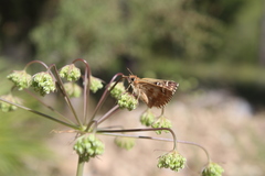 Muschampia proto