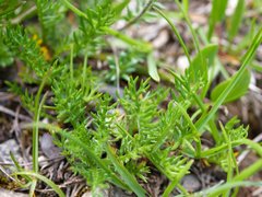 Achillea atrata