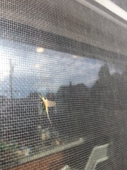 Anthopotamus verticis