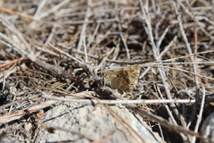 Muschampia baeticus
