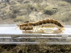 Pseudosquilla ciliata