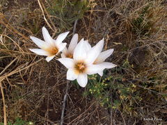 Zephyranthes jamesonii