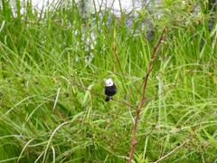 Arundinicola leucocephala