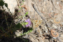 Muschampia baeticus