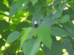 Arundinicola leucocephala