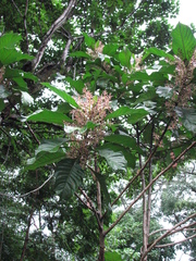 Parathesis psychotrioides