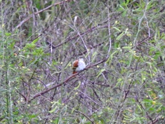 Certhiaxis cinnamomeus