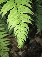 Coryphopteris simulata