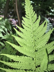 Coryphopteris simulata