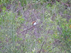 Certhiaxis cinnamomeus