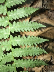 Coryphopteris simulata