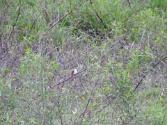 Certhiaxis cinnamomeus