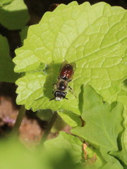 Andrena labiata