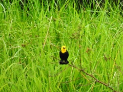 Chrysomus icterocephalus