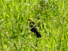 Chrysomus icterocephalus