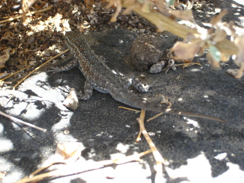 iNaturalist observation photo of Western Side-blotched Lizard