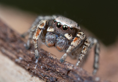 Habronattus altanus