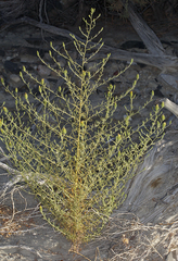 Cordylanthus ramosus