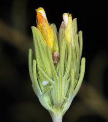 Cordylanthus ramosus