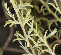 Cordylanthus ramosus